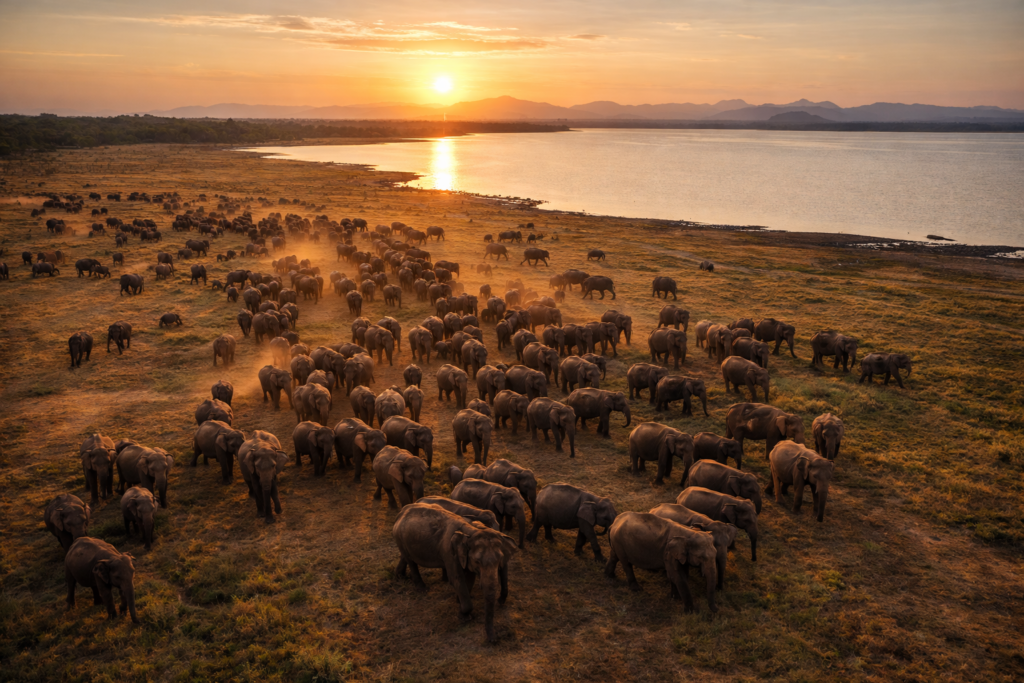 Elephant gathering at Minneriya National Park Sri Lanka