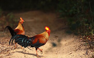 Gallus_lafayetii_-Wilpattu_National_Park_Sri_Lanka-8