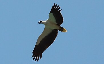 Haliaeetus_leucogaster_-Wilpattu_National_Park_Sri_Lanka-8-1