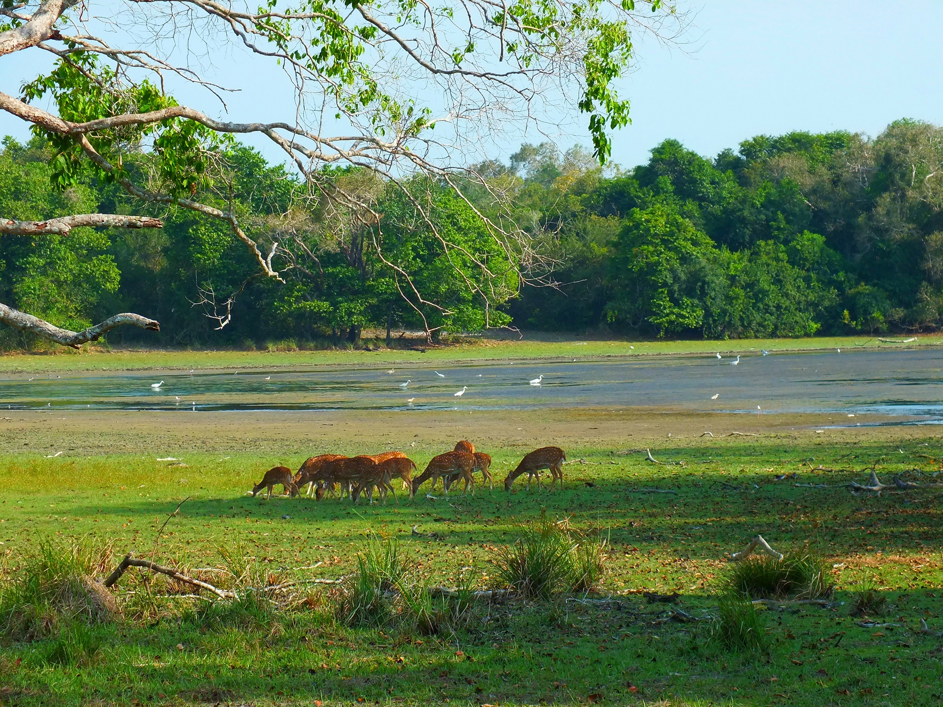 a-herd-of-deers