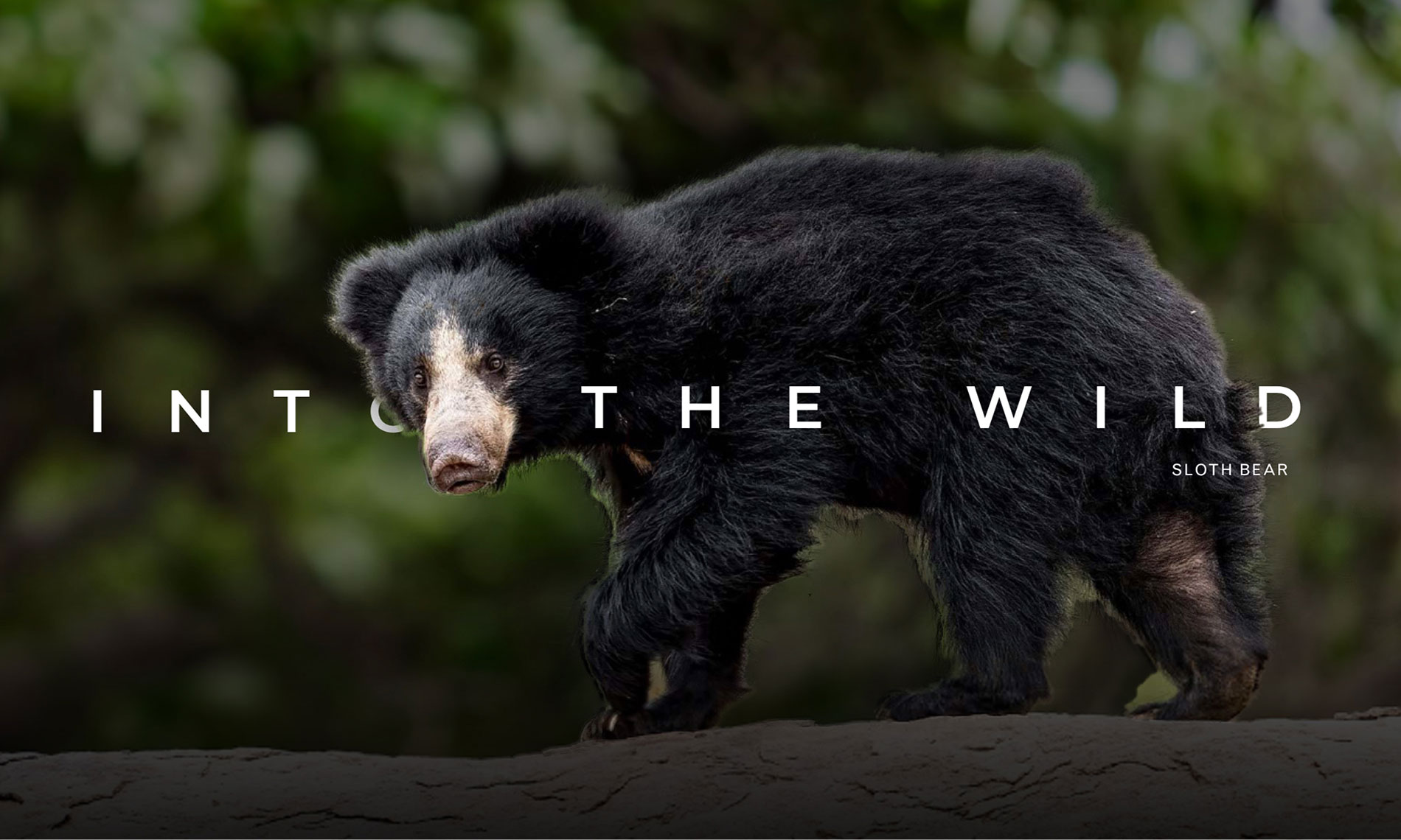 sloth-bear-1